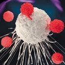 Access and Reimbursement for Adoptive T-Cell Transfer Drugs