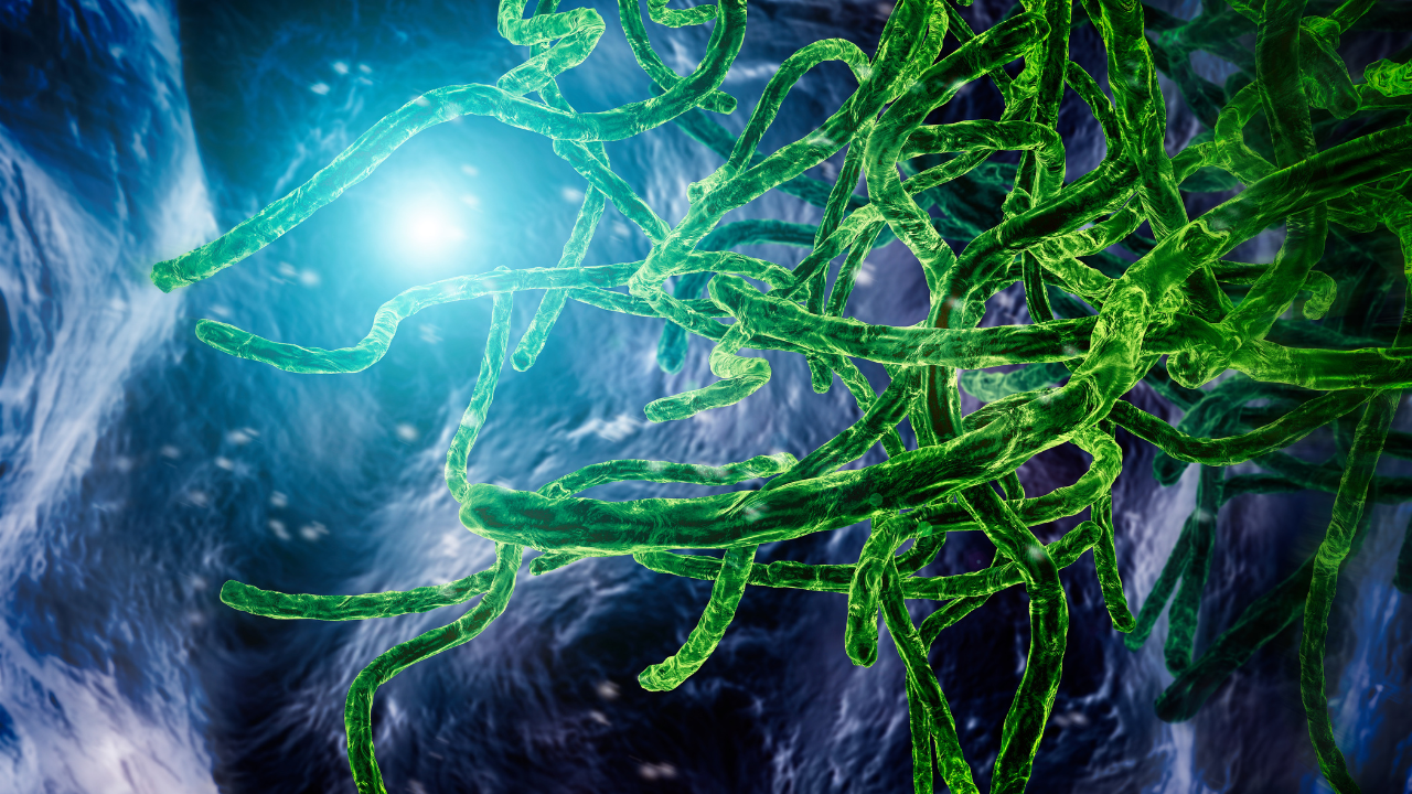 Microscopic view of the ebola virus illustration. Image Credit: Adobe Stock Images/Monika Wisniewska