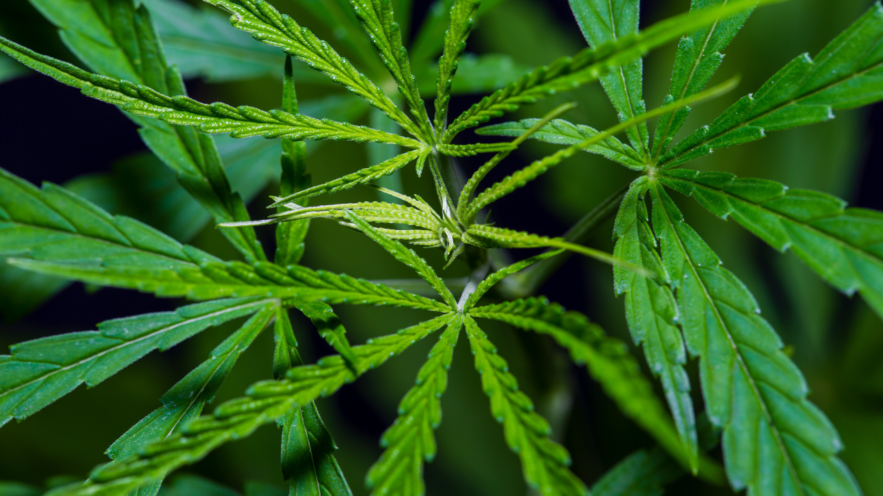 marijuana cannabis Sativa plant has cannabinoids are delta-9-tetrahydrocannabinol (THC) and cannabidiol (CBD). Image Credit: Adobe Stock Images/Wisut