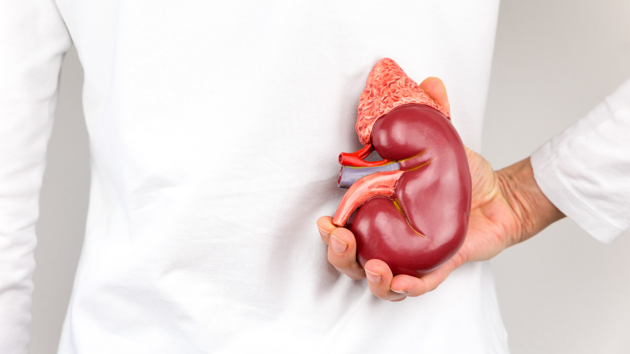 Hand holding model of human kidney organ at body. Image Credit: Adobe Stock Images/ benschonewille