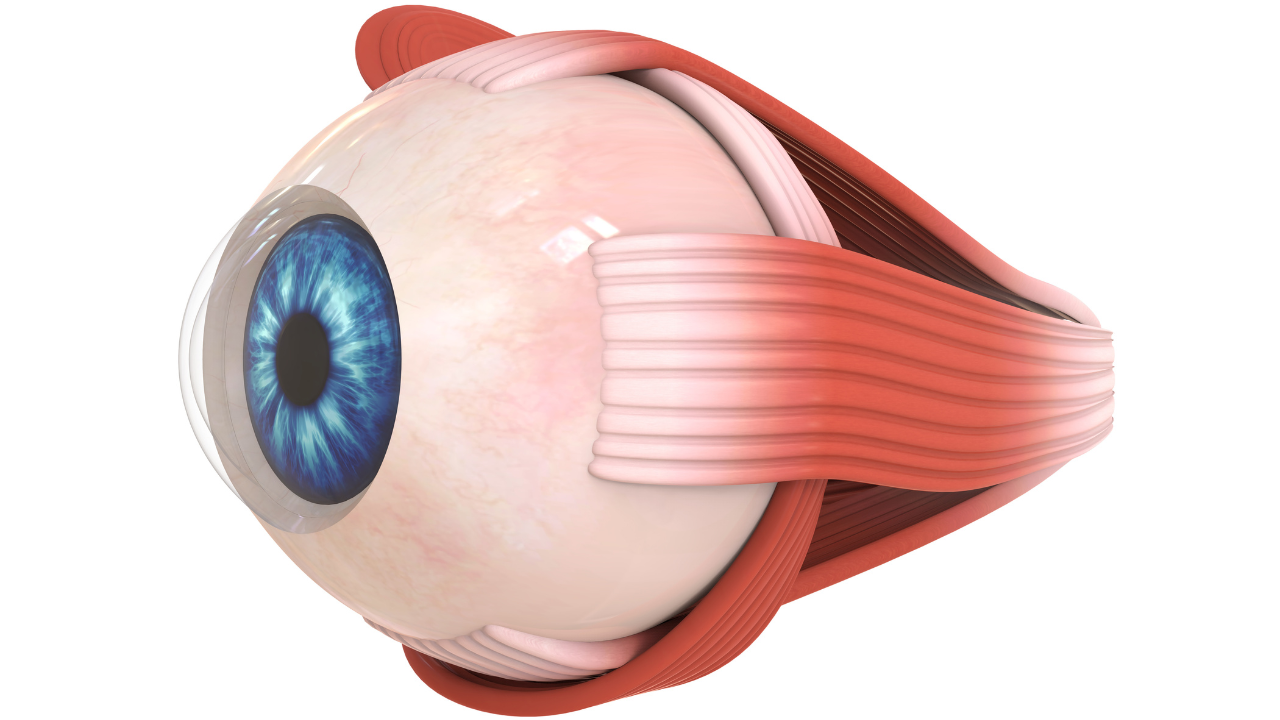 Human Eye Extraocular Muscles. Image Credit: Adobe Stock Images/nerthuz