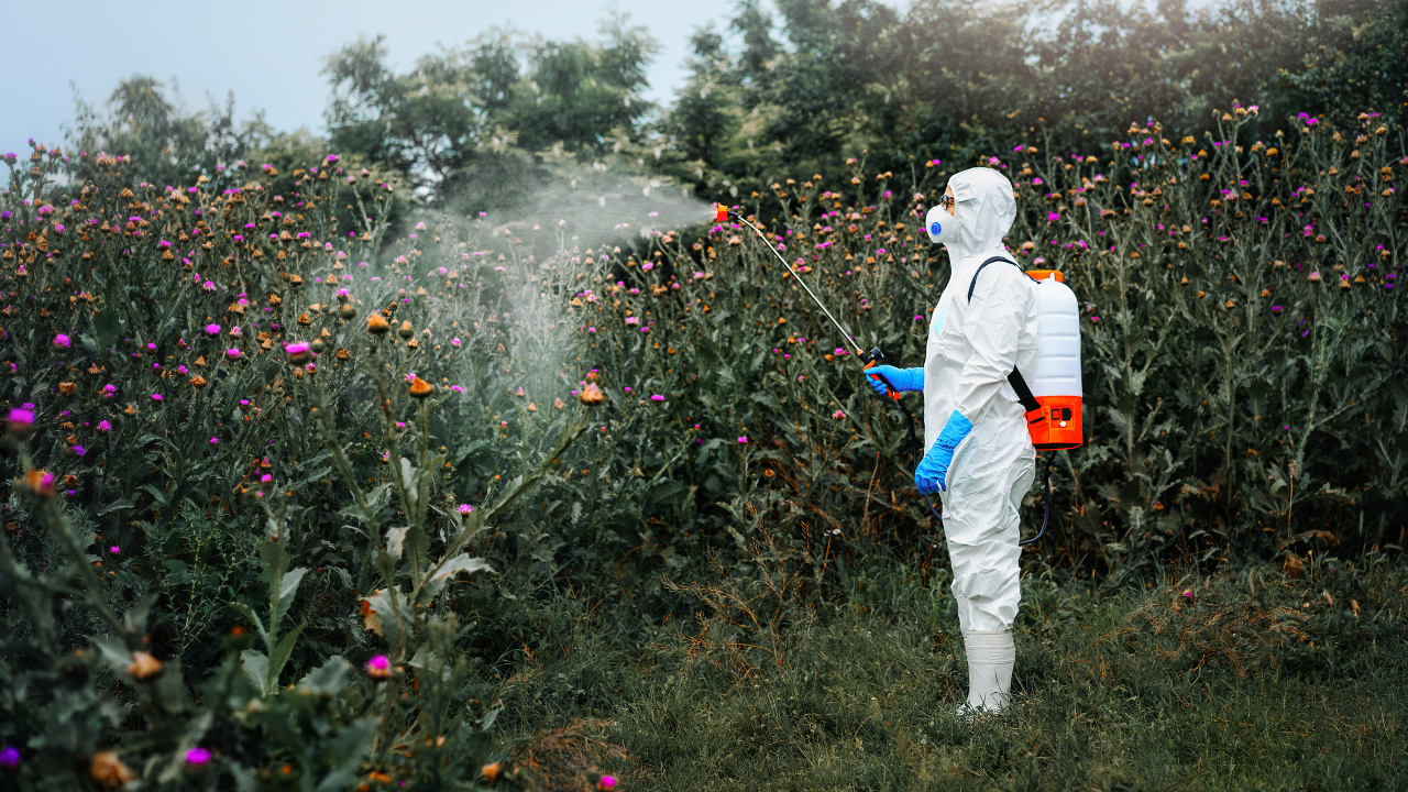 Man in protective workwear spraying herbicide on thistle plants. Image Credit: Adobe Stock Images/adrianad