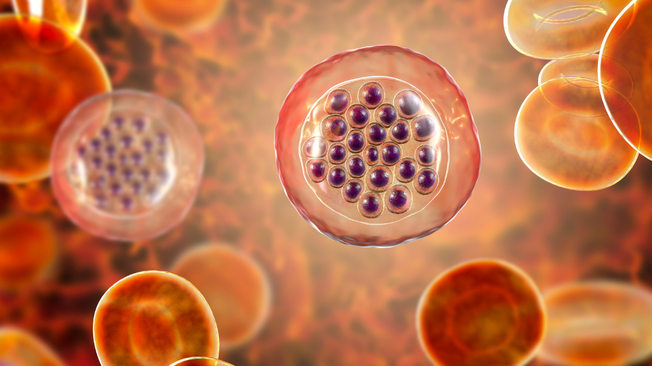 The malaria-infected red blood cells. 3D illustration showing malaria parasite Plasmodium falciparum in schizont stage inside red blood cells, the causative agent of tropical malaria. Image Credit: Adobe Stock Images/Dr_Microbe 