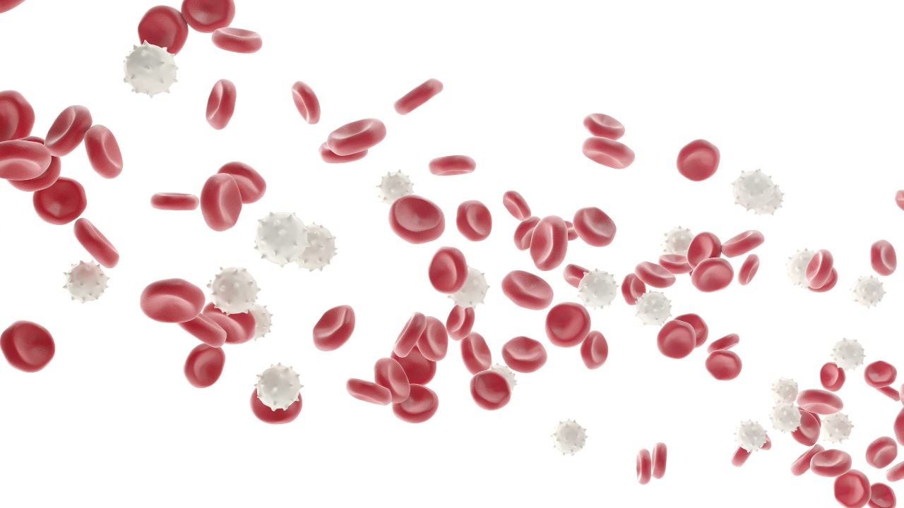 Red and white blood cells isolated on white background. Medical concept. 3d illustration. Image Credit: Adobe Stock Images/rost9