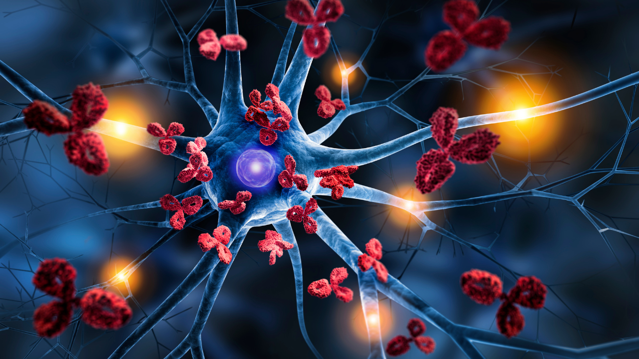 Nerve cells with Antibodies - Autoimmune disease. Image Credit: Adobe Stock Images/peterschreiber.media