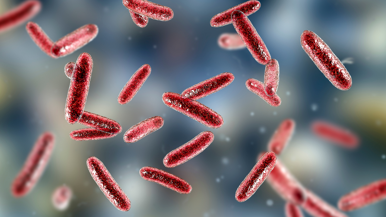Bacteria Citrobacter, Gram-negative coliform bacteria from Enterobacteriaceae family, 3D illustration. Image Credit: Adobe Stock Images/Dr_Microbe