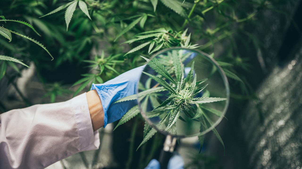 scientist checking hemp plants in a weed greenhouse. Concept of herbal alternative medicine, cbd oil, pharmaceptical industry. Image Credit: Adobe Stock Images/chokniti
