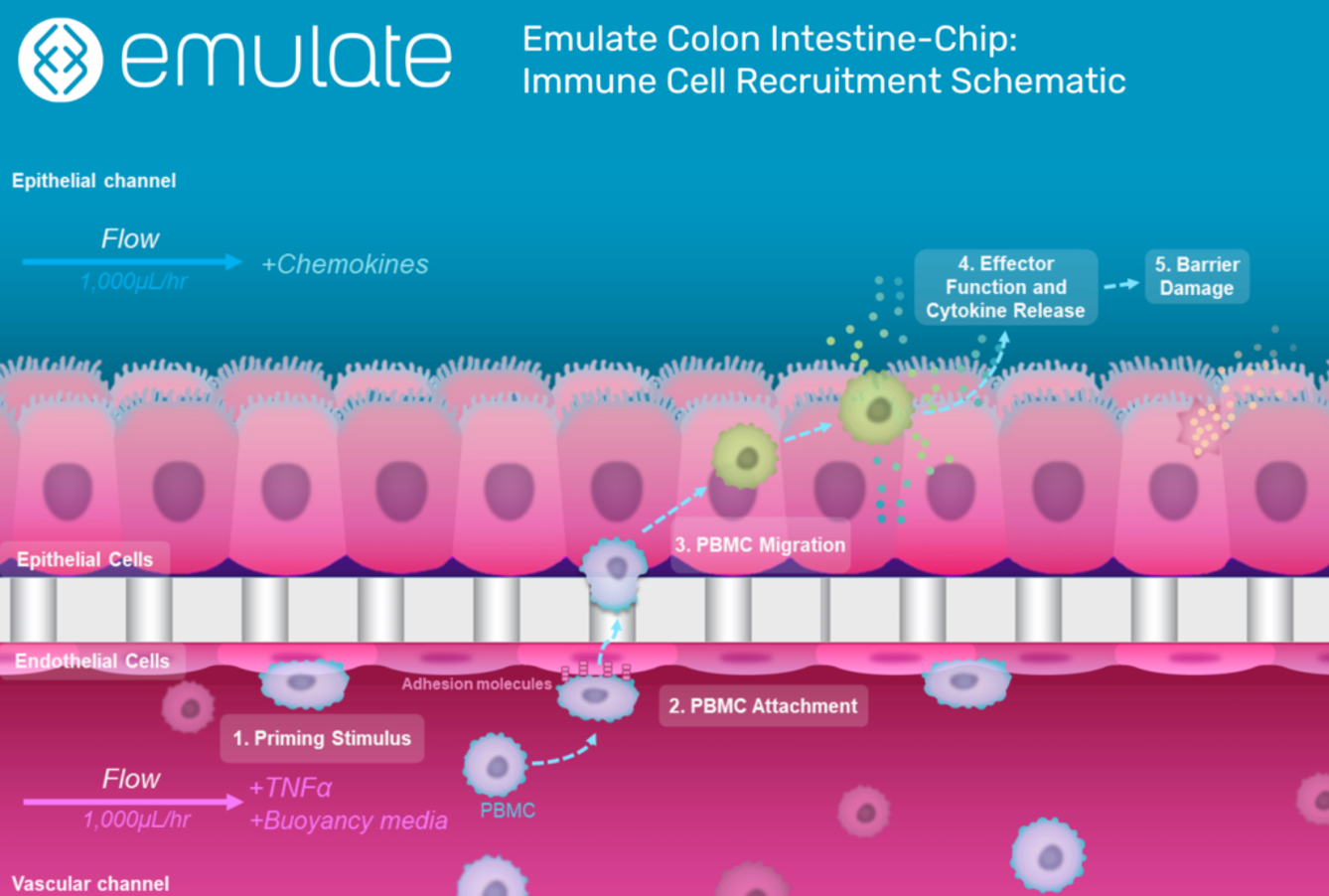 Illustration of Immune Cell Recruitment in the Colon Intestine-Chip