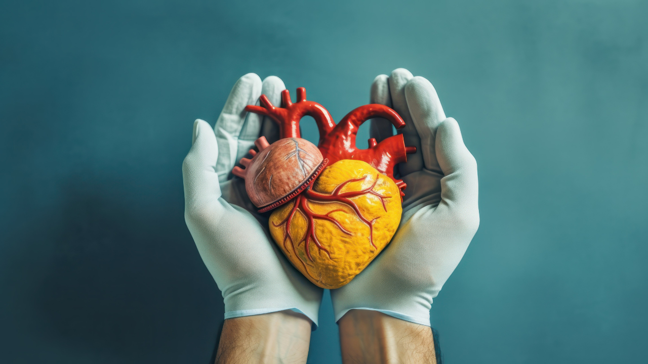 Heart surgeon holding realistic diseased heart, Cardiovascular coronary artery disease awareness, Heart health Cardiologist concept. Image Credit: Adobe Stock Images/Mohammad