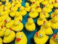 Compliance: Getting Those Ducks in a Row