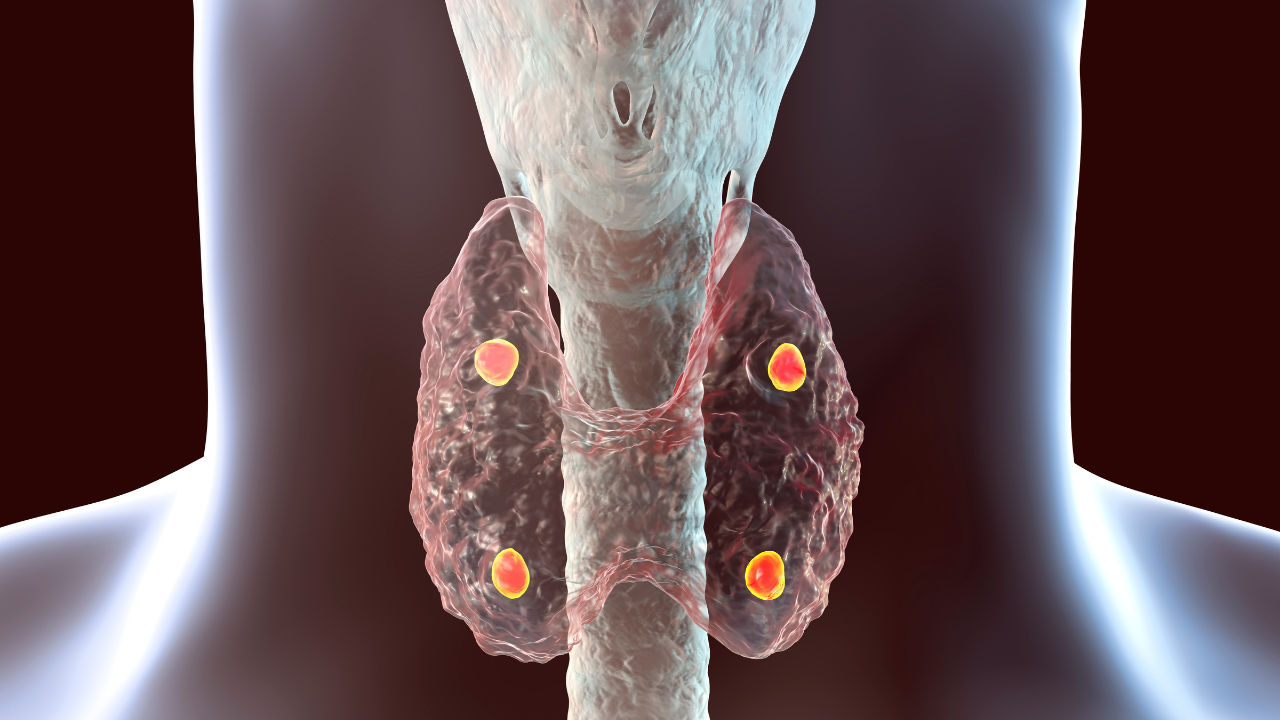 Parathyroid glands anatomy. Image Credit: Adobe Stock Images/Dr_Microbe