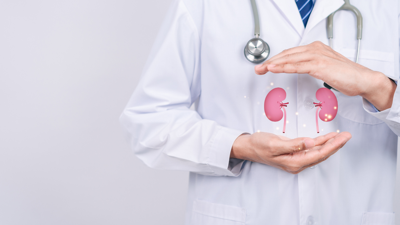 doctor in a white coat holding kidney organ, chronic kidney disease, renal failure, dialysis, Health checkup concept. Image Credit: Adobe Stock Images/Kiattisak