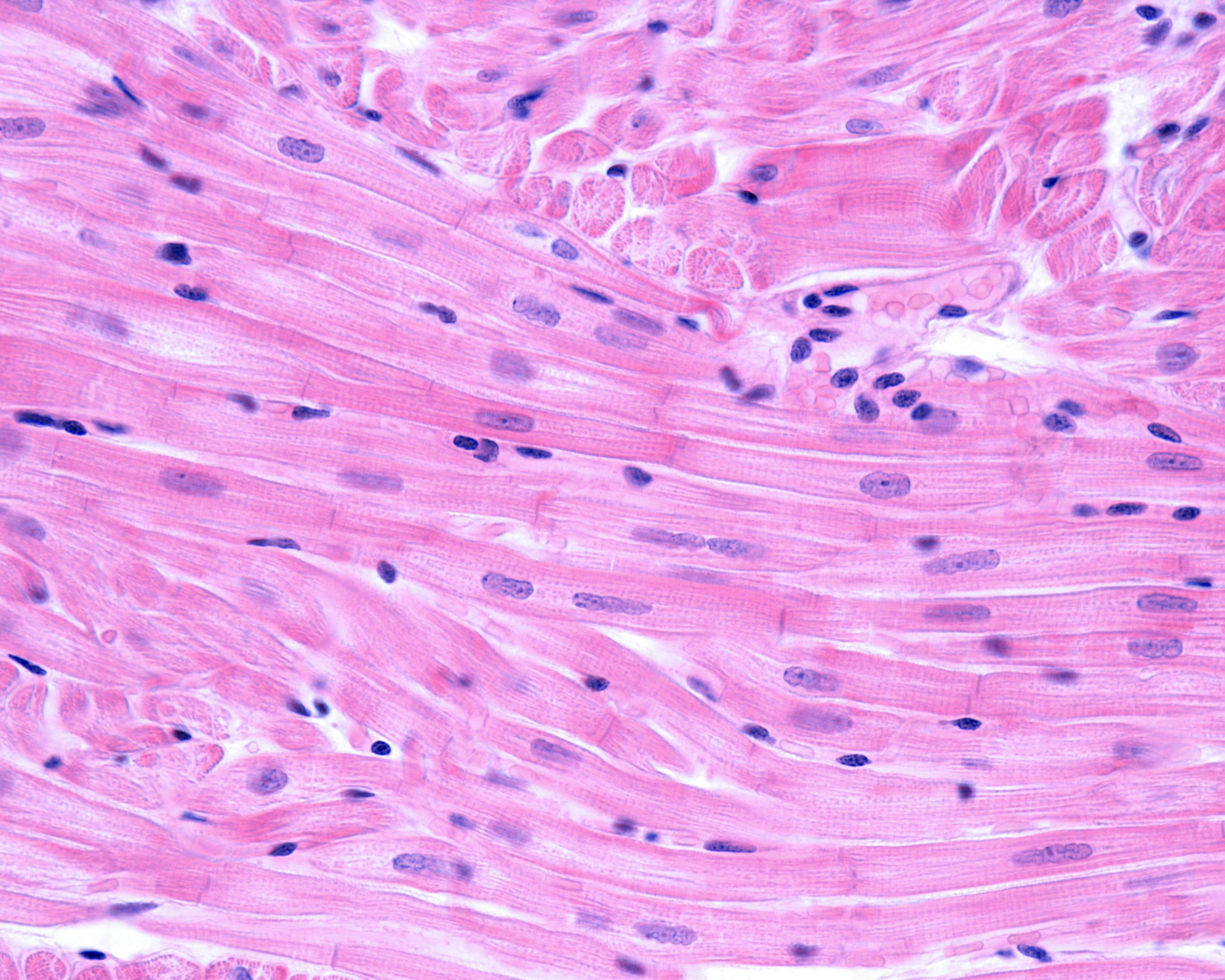 Cardiac muscle fibers in the myocardium. Image Credit: Adobe Stock Images/JosLuis.com
