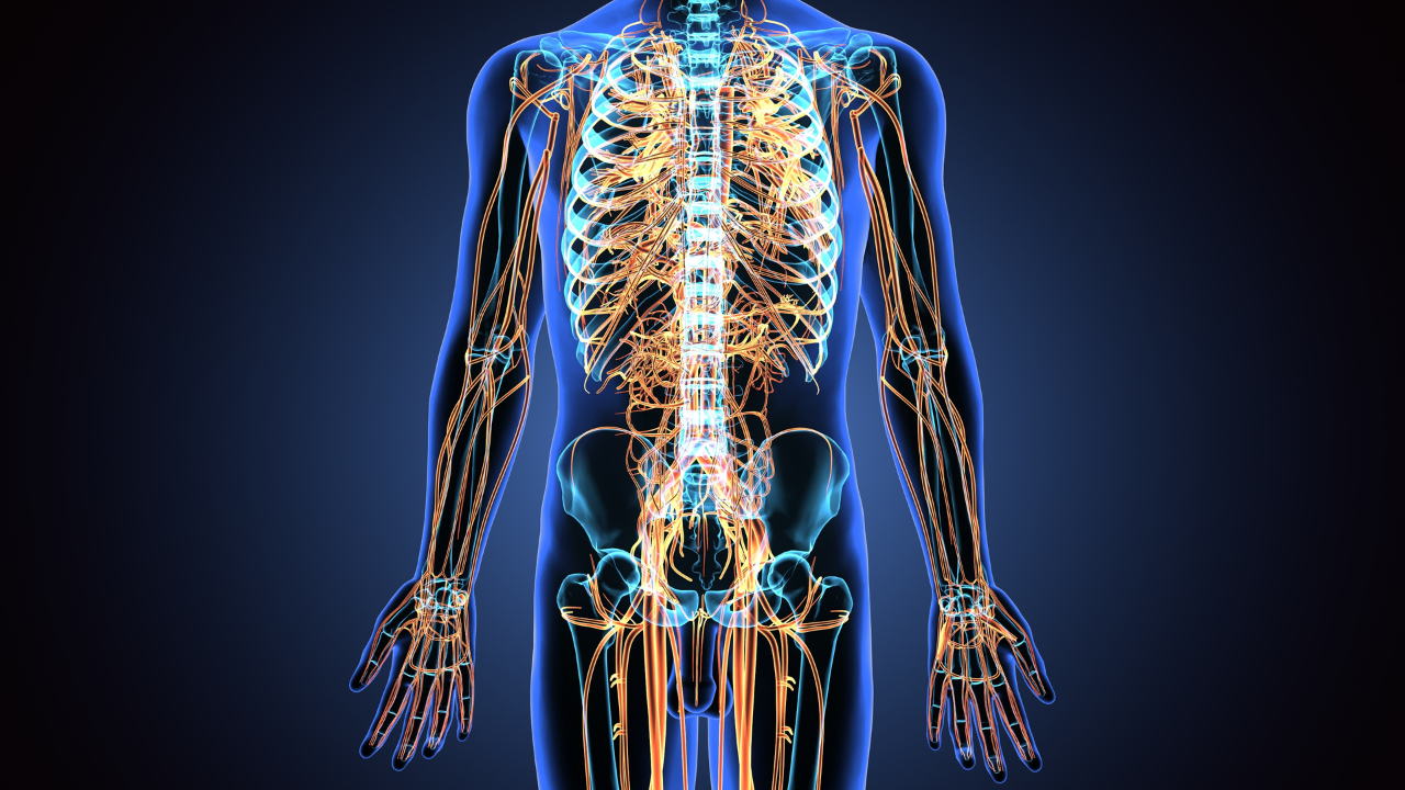 3d illustration of human body nerves system. Image Credit: Adobe Stock Images/PIC4U